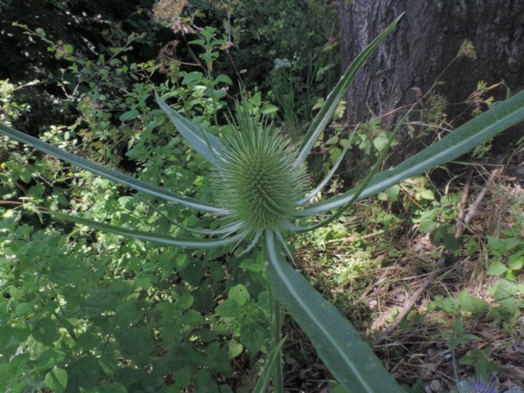 Dipsacus cfr. fullonum