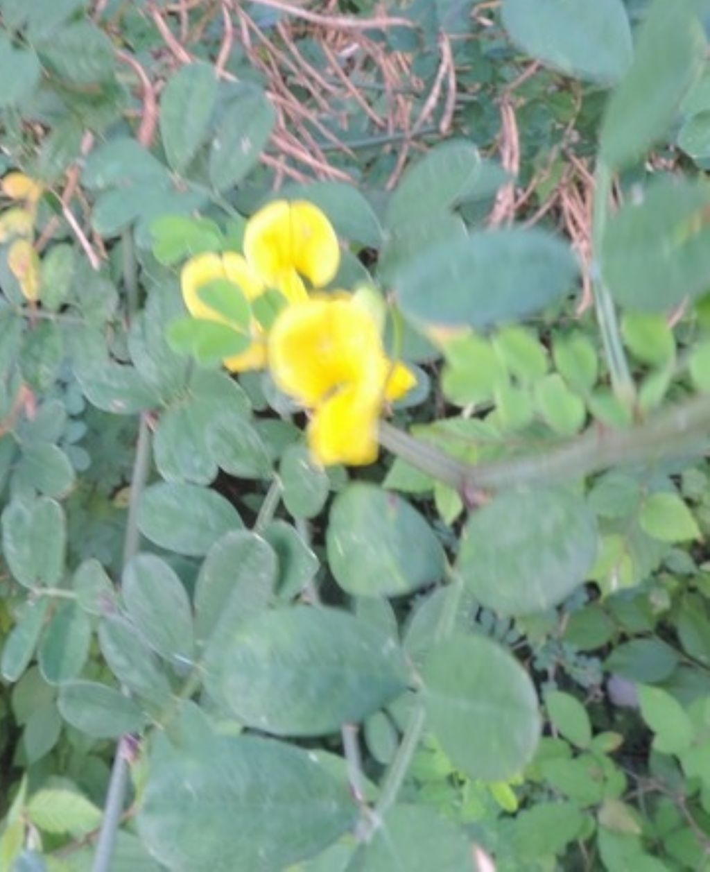 Coronilla emerus  (=Emerus major)