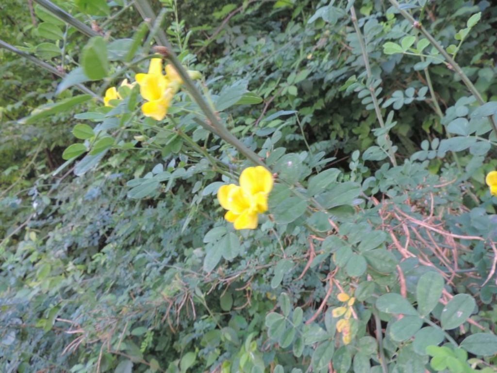 Coronilla emerus  (=Emerus major)