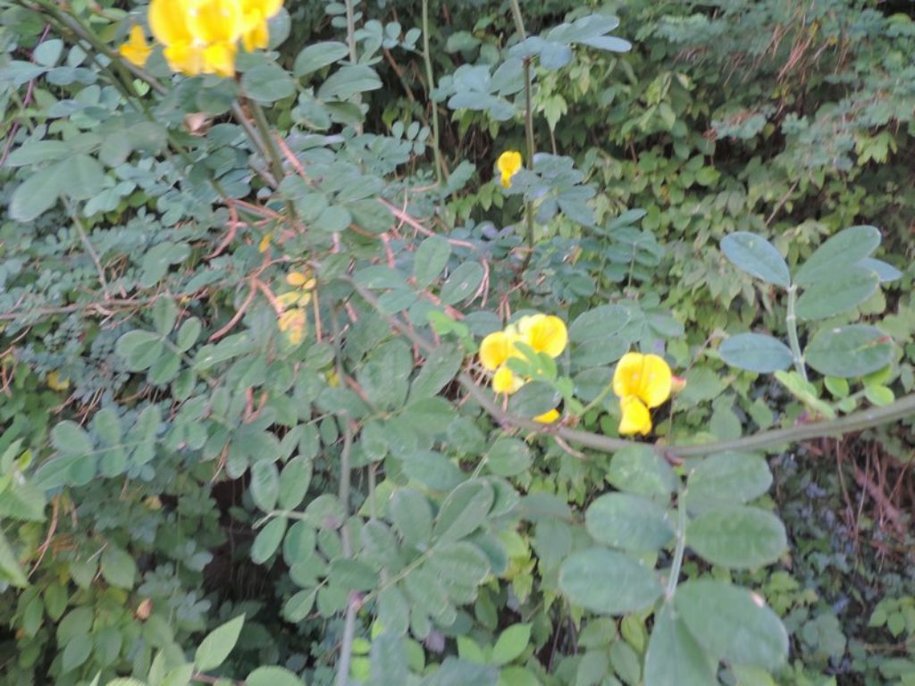 Coronilla emerus  (=Emerus major)