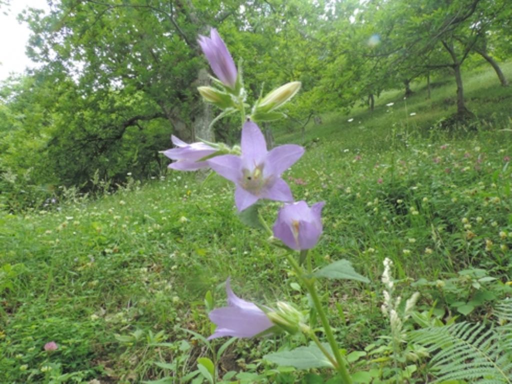 Campanula trachelium