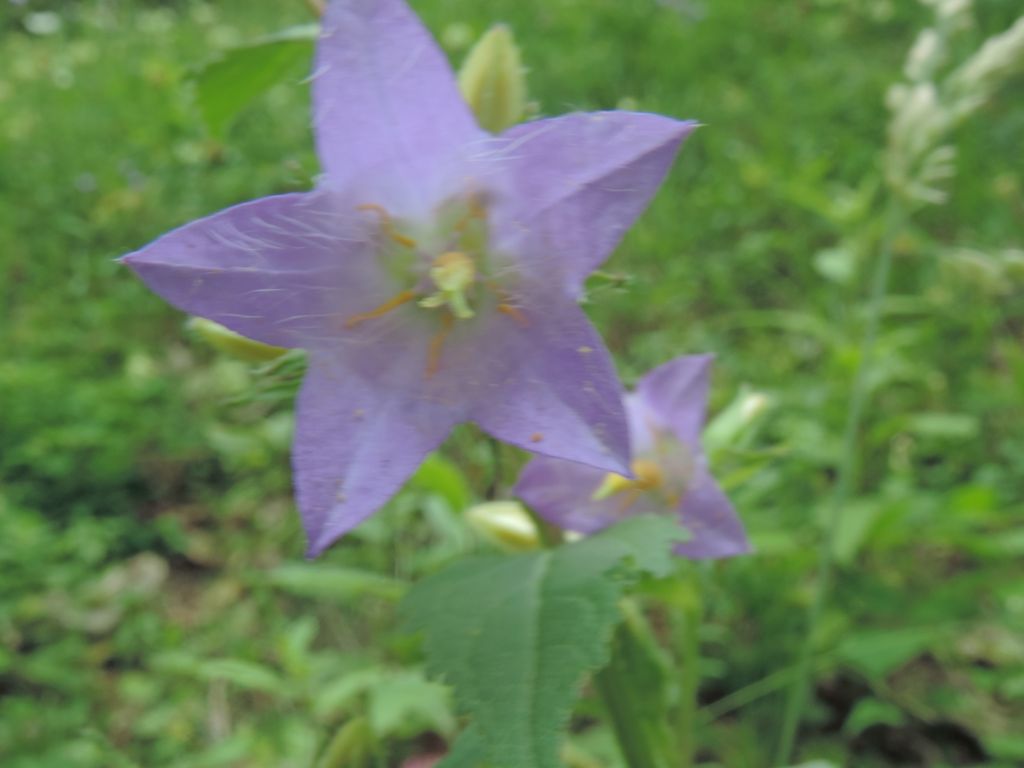 Campanula trachelium