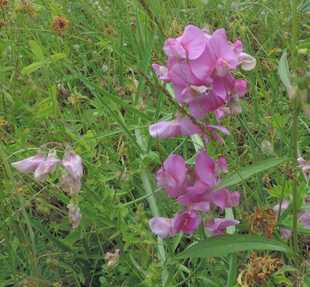 Color fuscsia - Lathyrus sp.