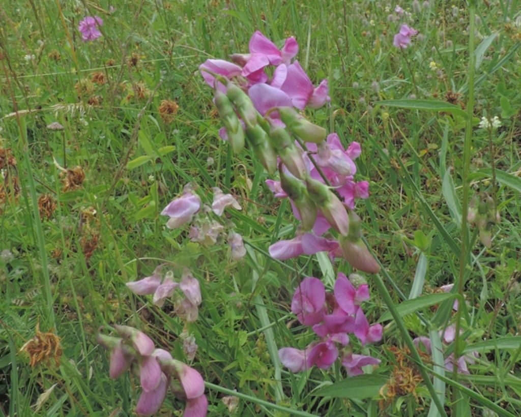 Color fuscsia - Lathyrus sp.