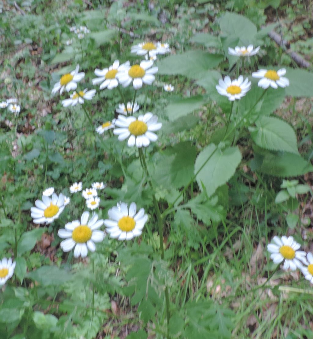 Sembrano margherite - Tanacetum parthenium