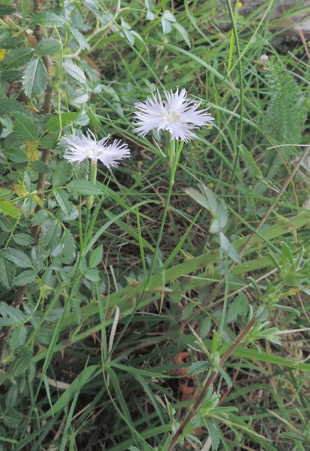Dianthus monspessulanus