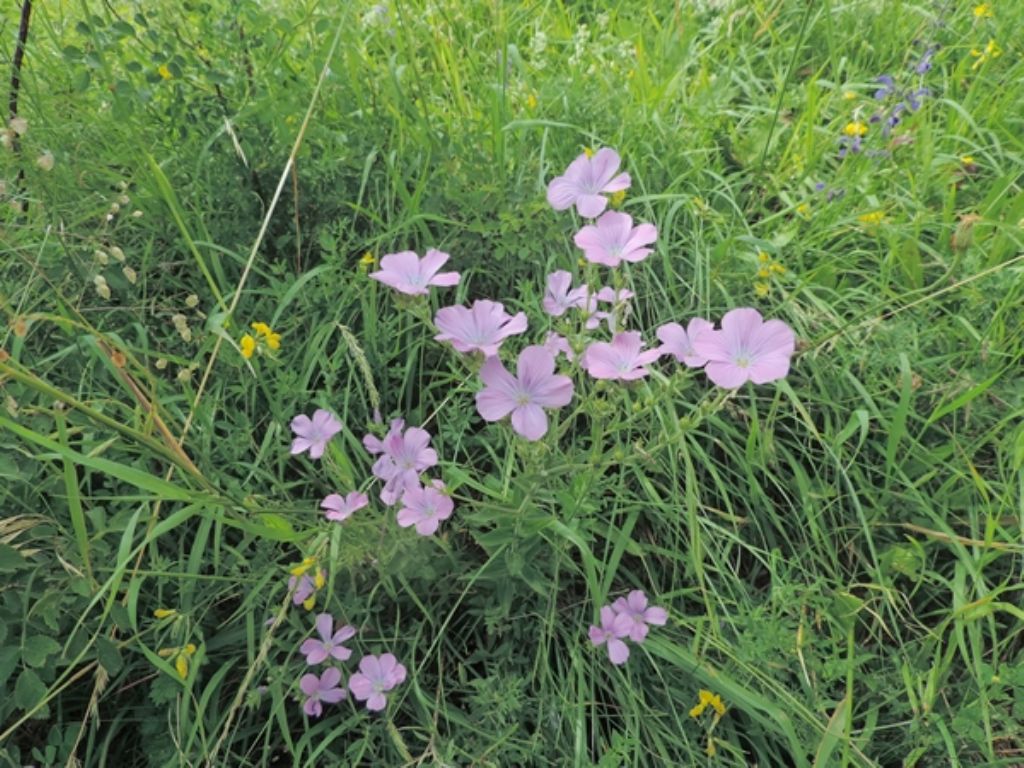 Colori viola fucsia - Linum viscosum