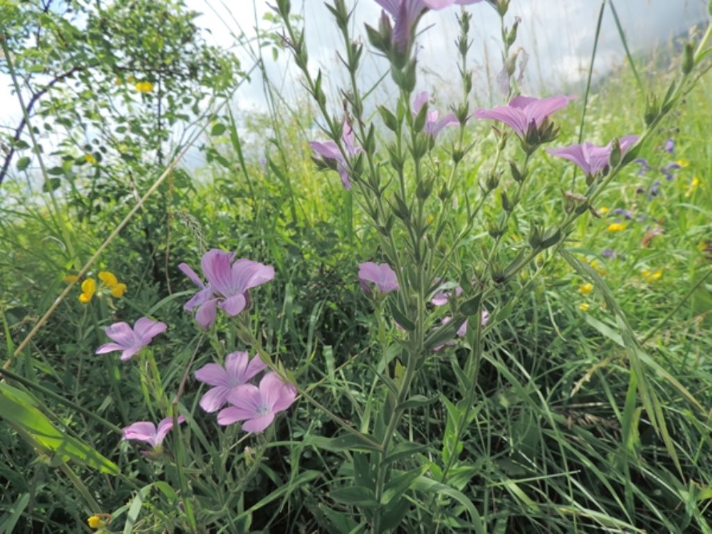 Colori viola fucsia - Linum viscosum