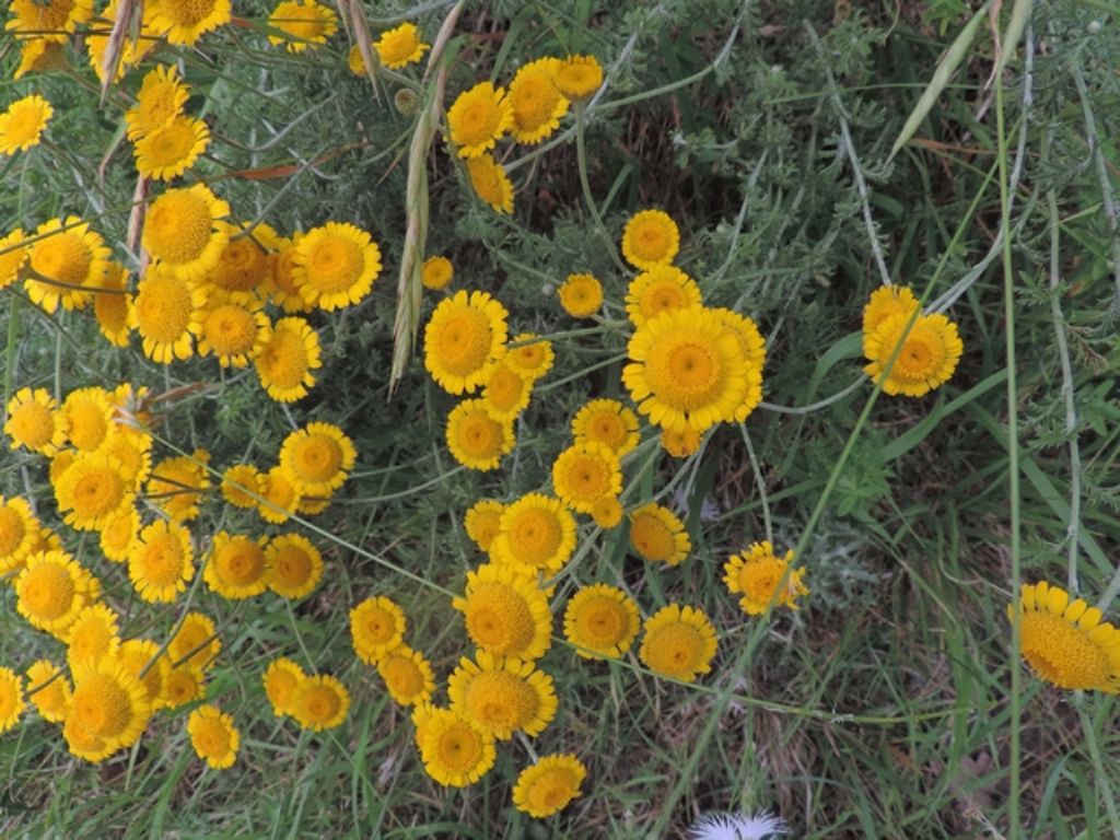 Cota tinctoria / Camomilla per tintori