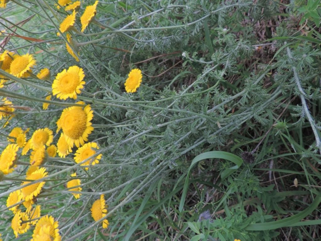 Cota tinctoria / Camomilla per tintori