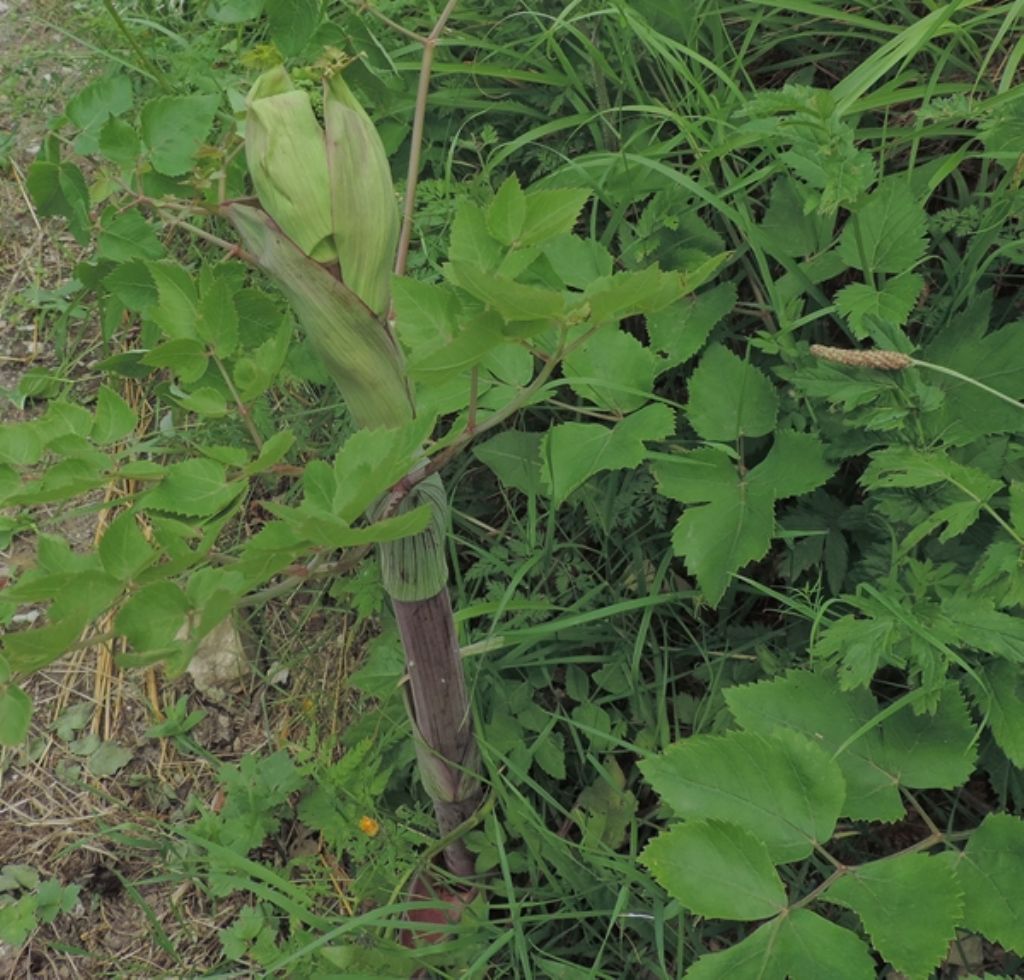 Angelica sylvestris