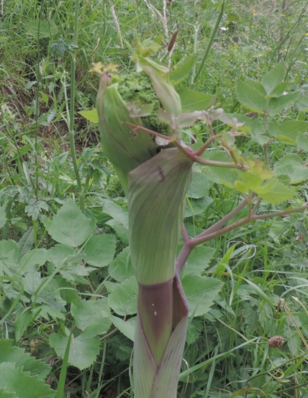 Angelica sylvestris