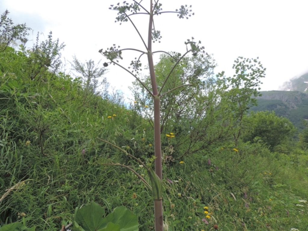 Angelica sylvestris