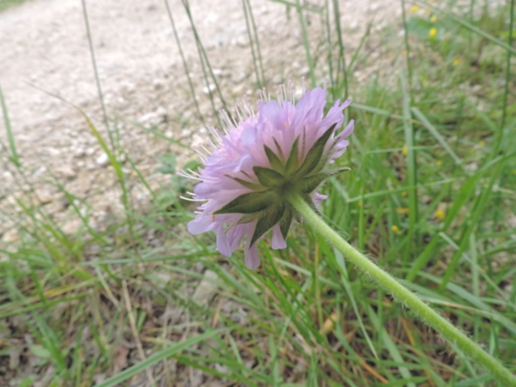 Forse knautia