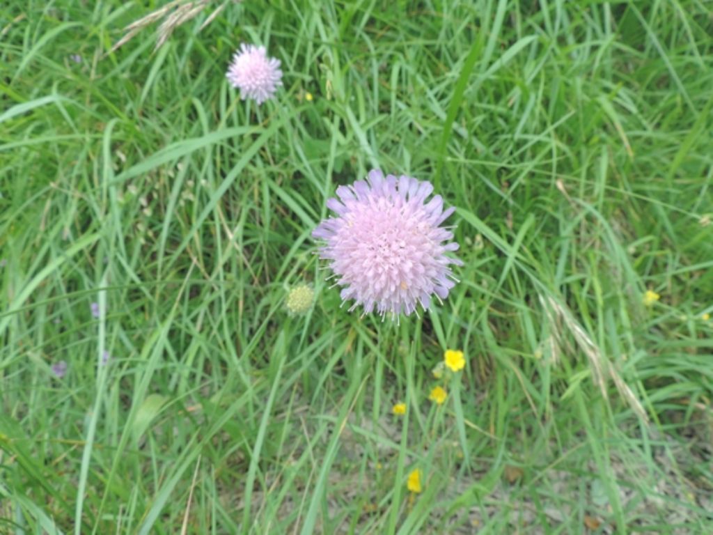 Forse knautia