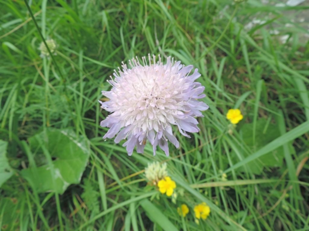 Forse knautia