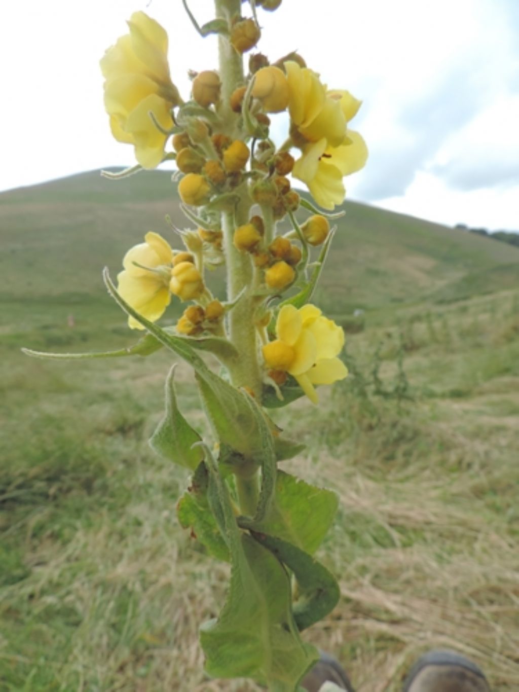 Giallo molto alto - Verbascum sp.