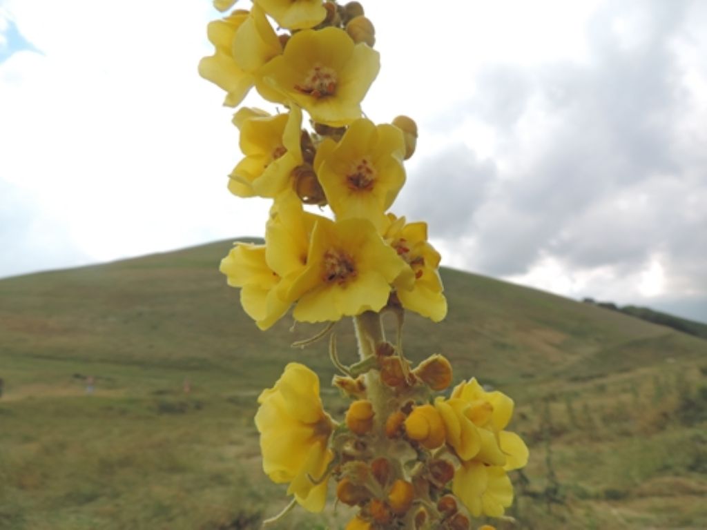 Giallo molto alto - Verbascum sp.