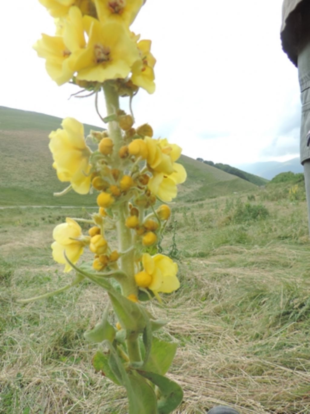 Giallo molto alto - Verbascum sp.
