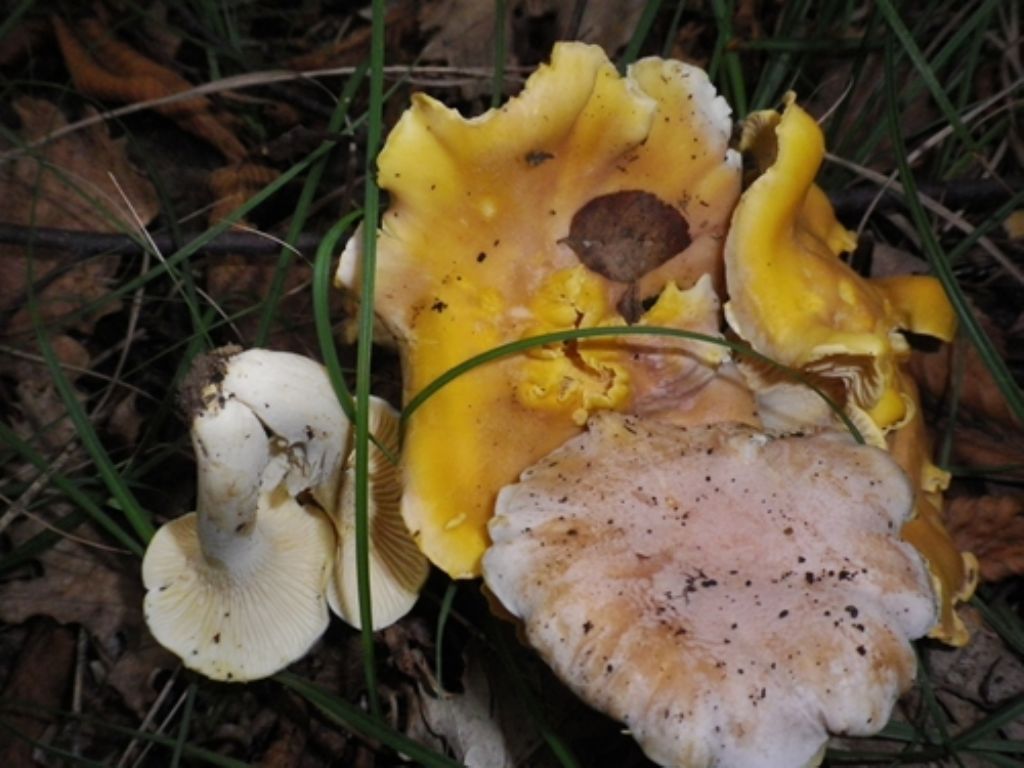 6) Fotogr.il 5.08.2014.sotto Quercia