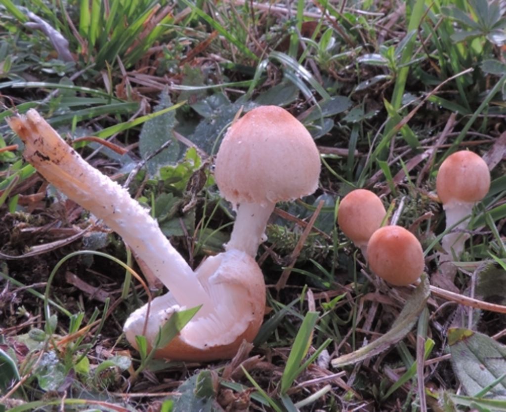 Colorati e fioccosi