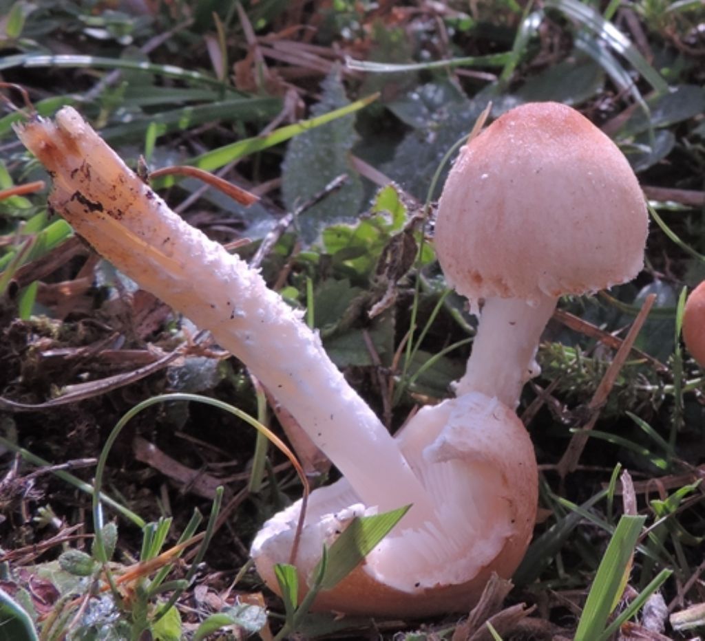 Colorati e fioccosi