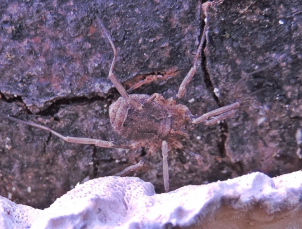 Odiellus spinosus