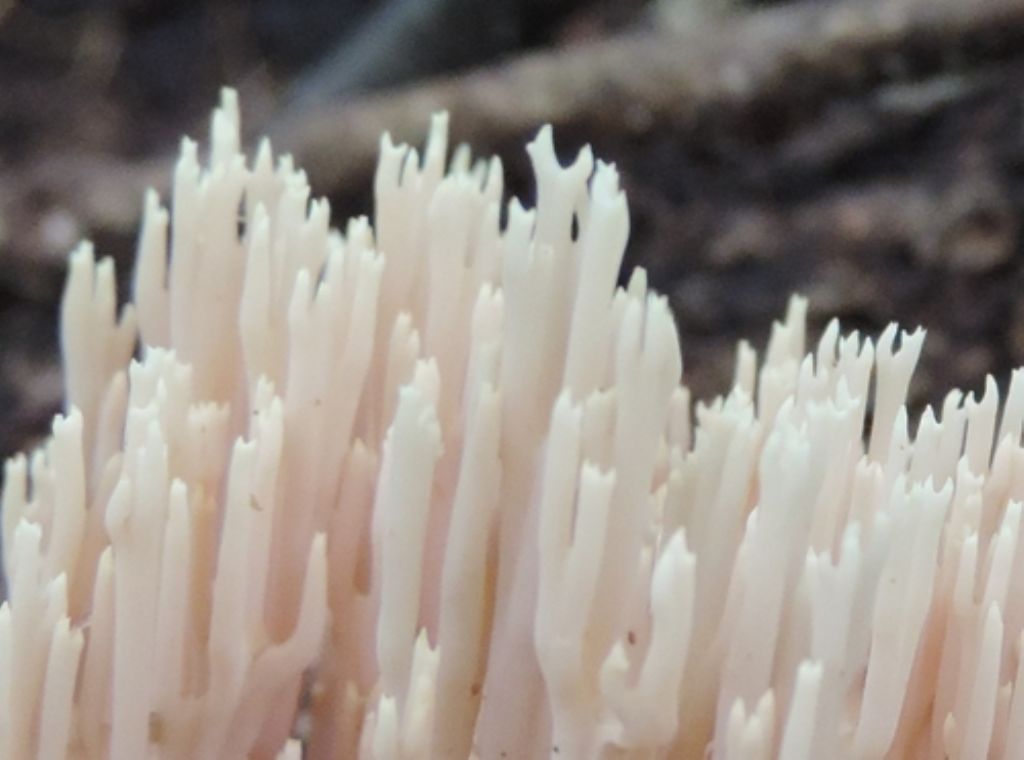 Ramaria bianca