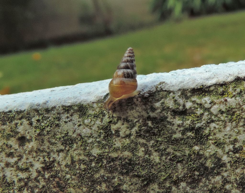 Chiocciolina da id.