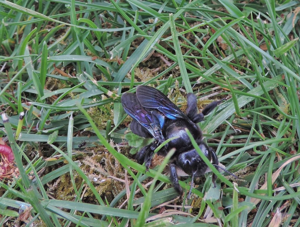 MeteoNews 24 - NON UCCIDERLA!!! Questa è un'ape che è presente in questo  momento nei giardini. Si chiama Ape Xilocope. È l'ape più grande d'Europa  (2.5 cm). Lei non punge (se non
