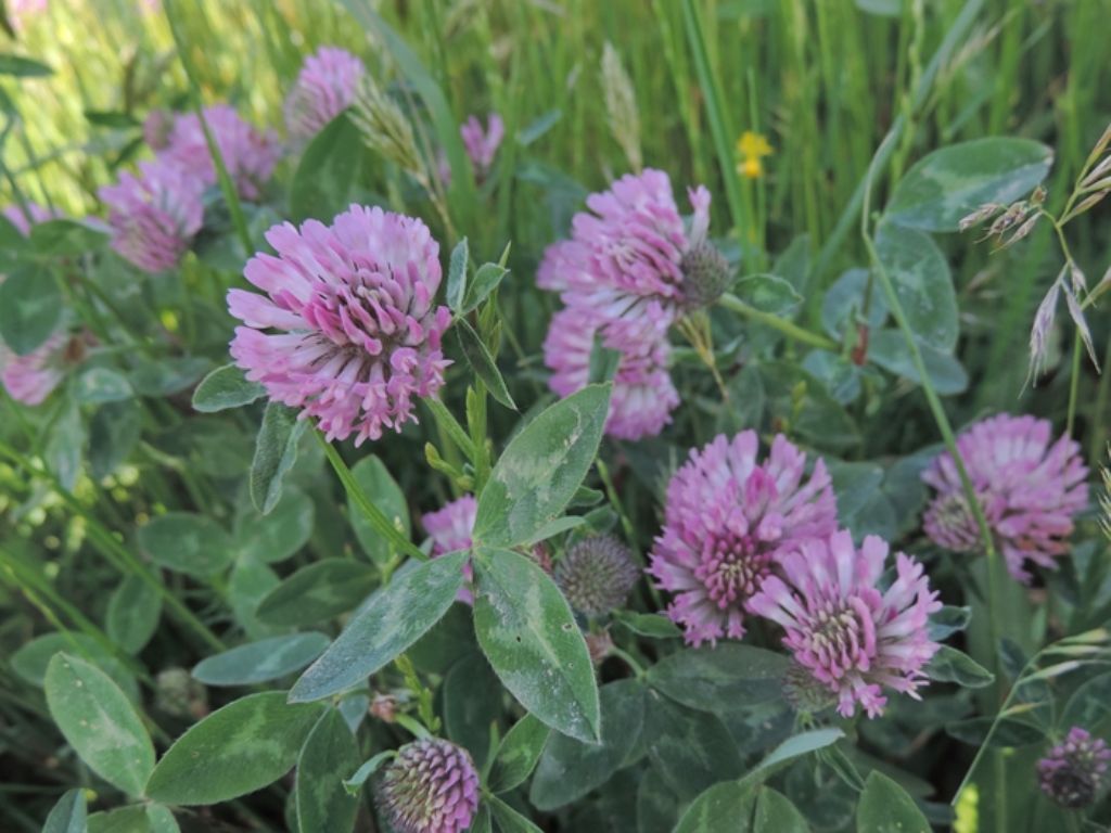 Trifolium medium L. / Trifoglio medio