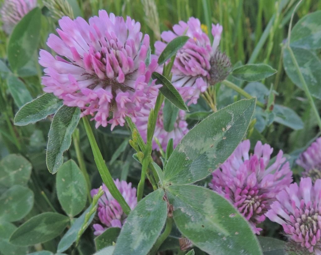 Trifolium medium L. / Trifoglio medio