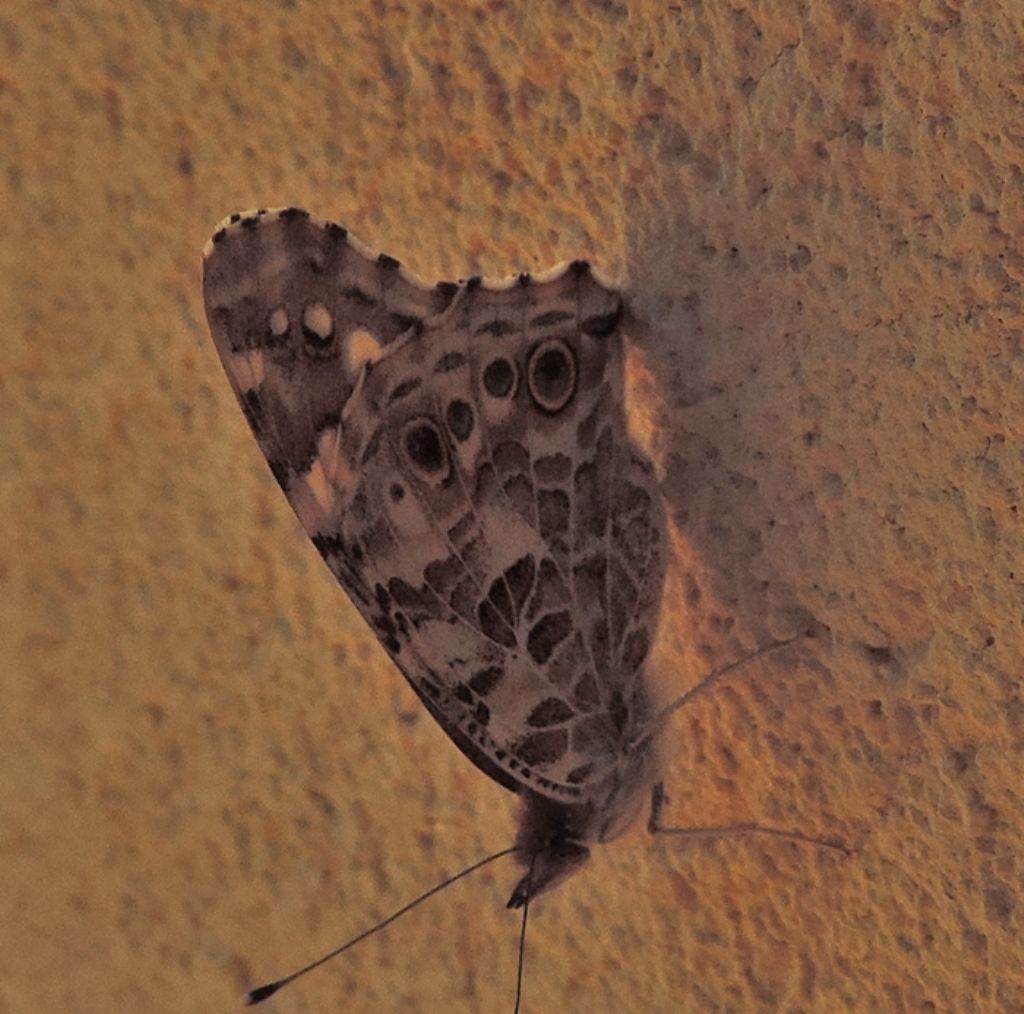 farfalla da id. - Vanessa cardui