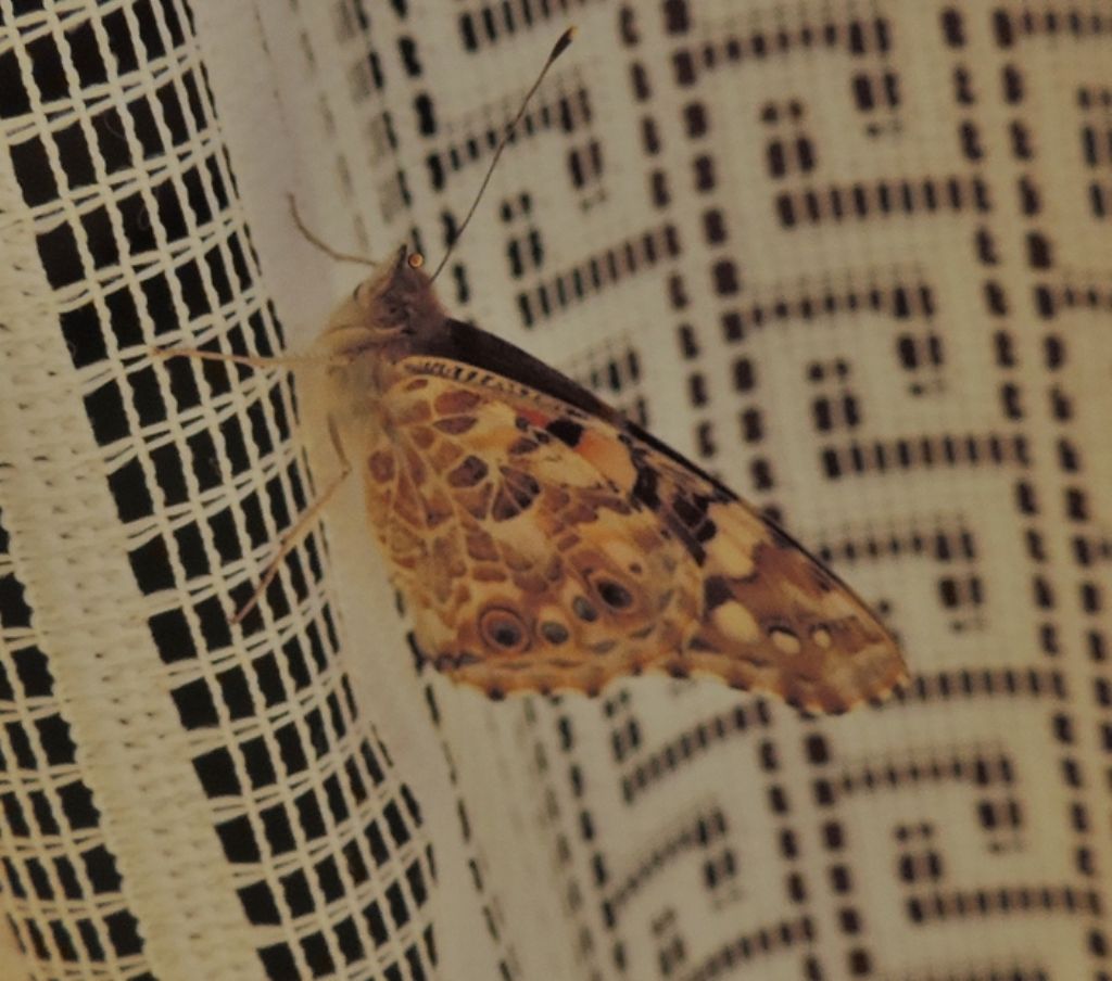 farfalla da id. - Vanessa cardui