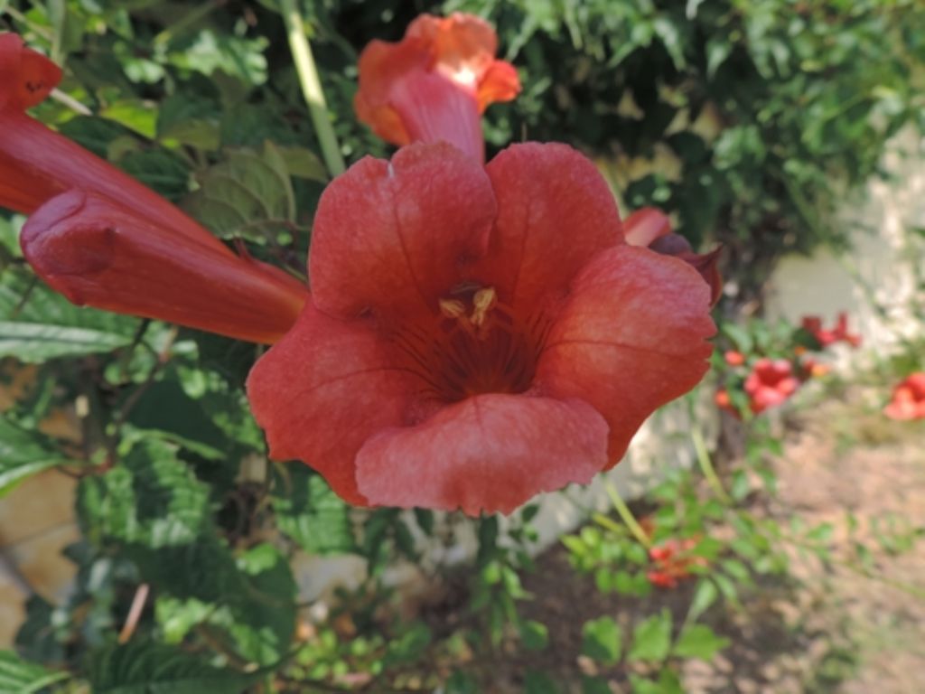 Campsis radicans / Bignonia