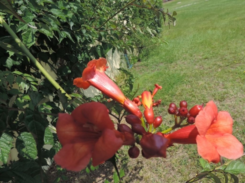 Campsis radicans / Bignonia