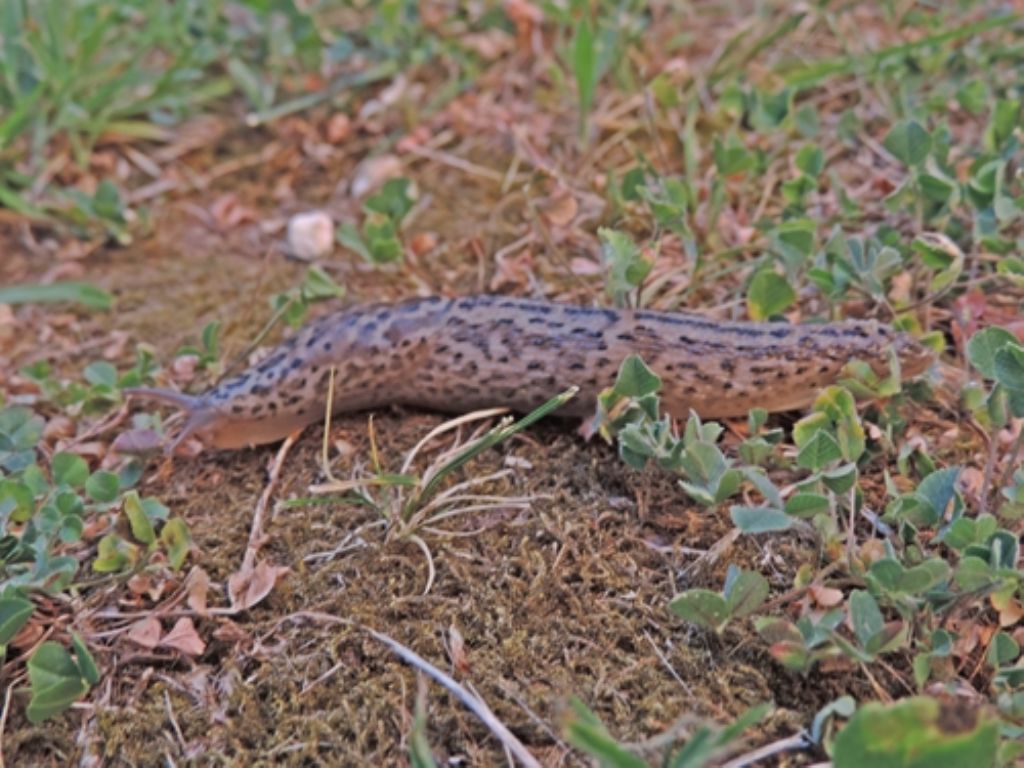 Limaccia e lumaca a passeggio