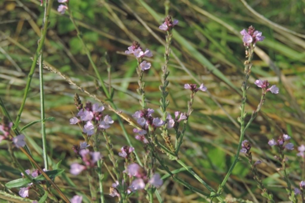 Verbena officinalis