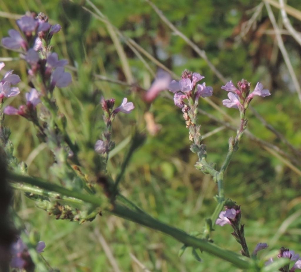 Verbena officinalis