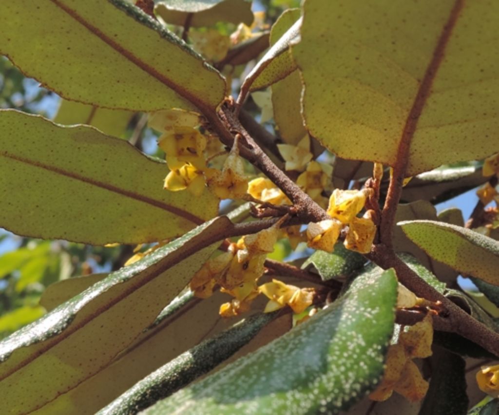 Profumatissimo - Elaeagnus pungens