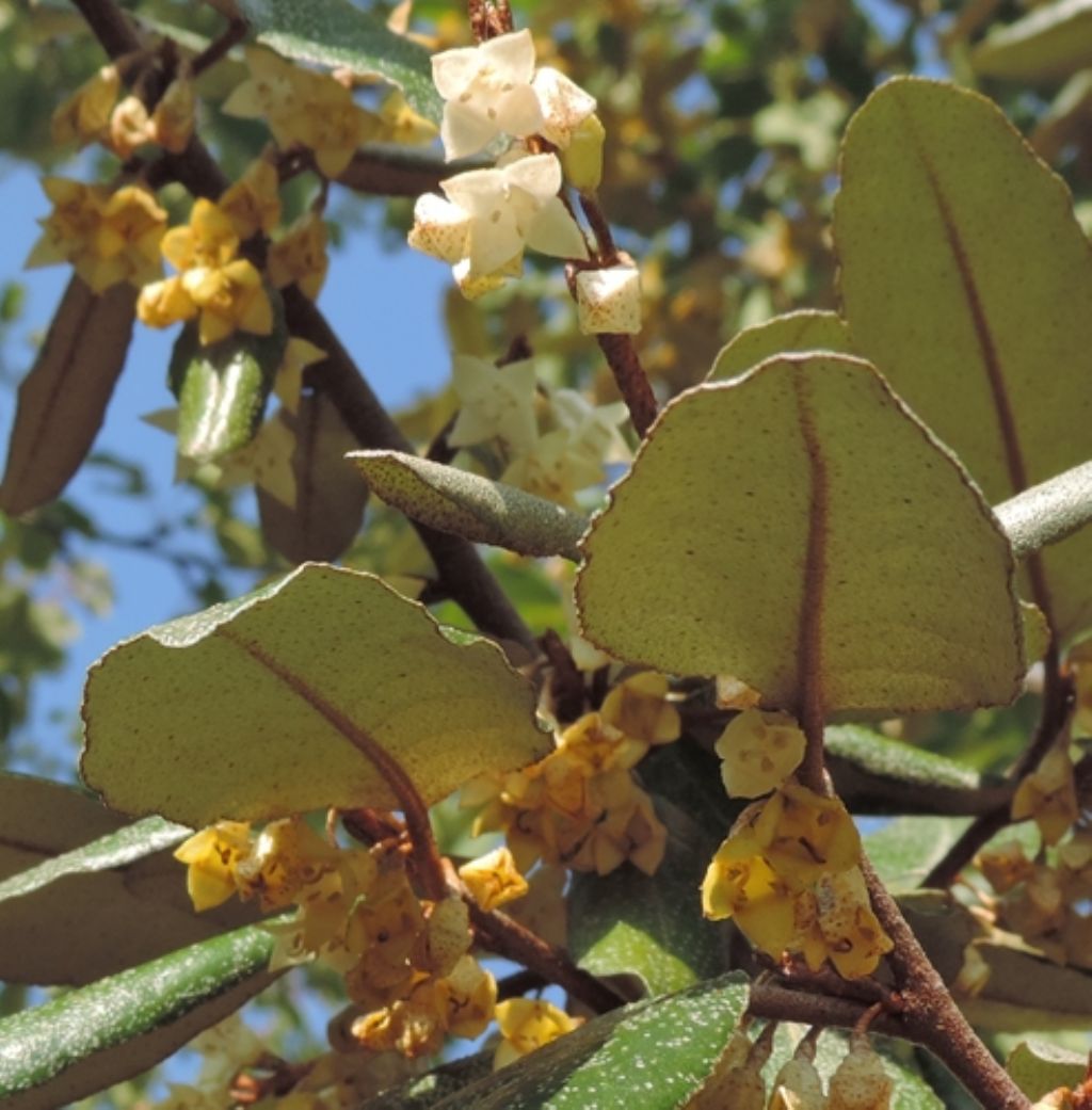Profumatissimo - Elaeagnus pungens