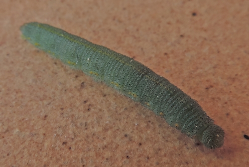 Un bruco verde - Pieris rapae, Pieridae