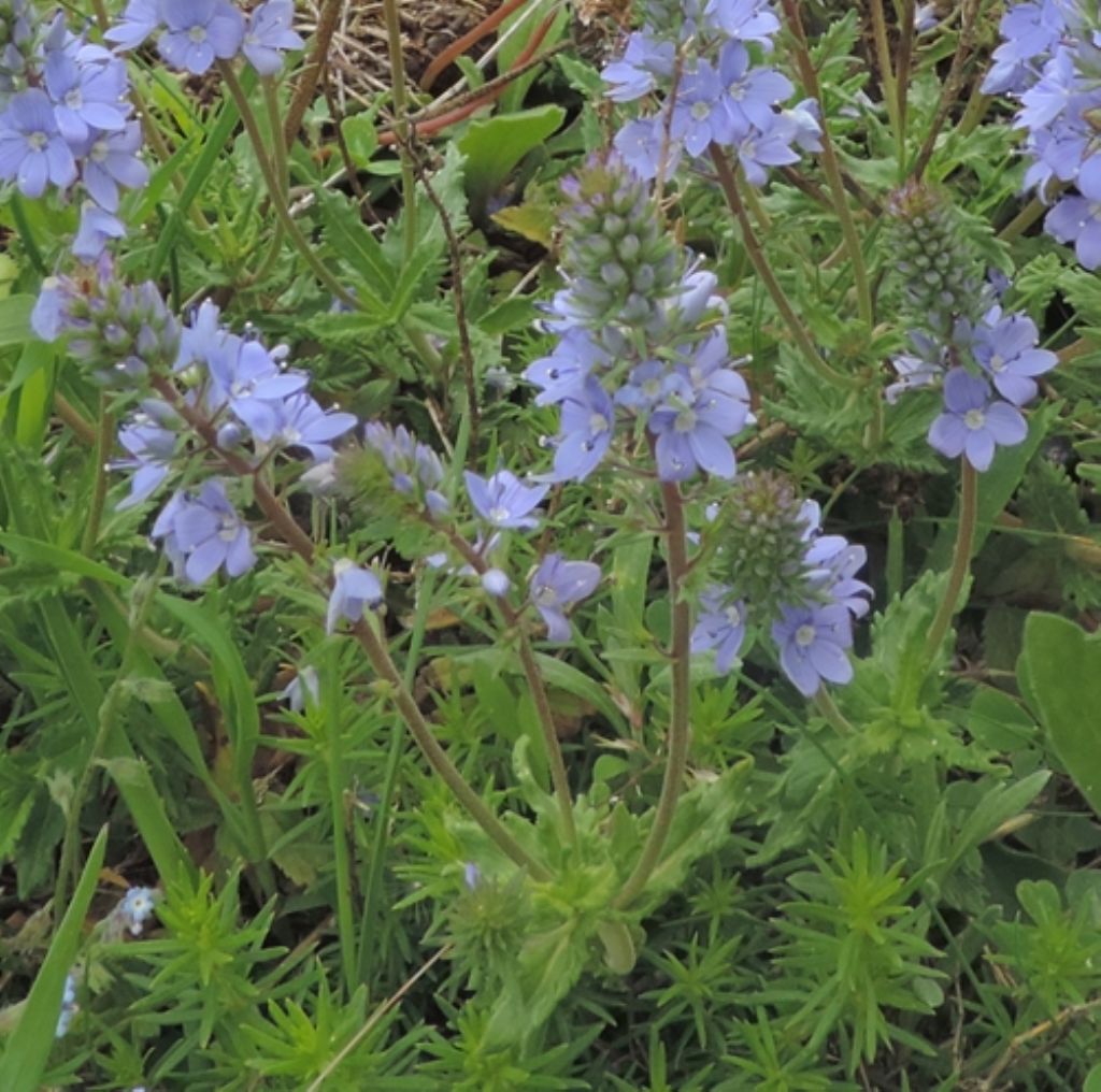 Veronica cfr. orsiniana