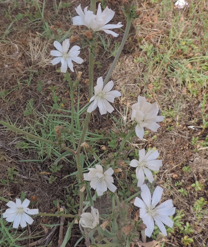 Cicoria bianca - Cichorium intybus