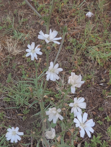 Cicoria bianca - Cichorium intybus
