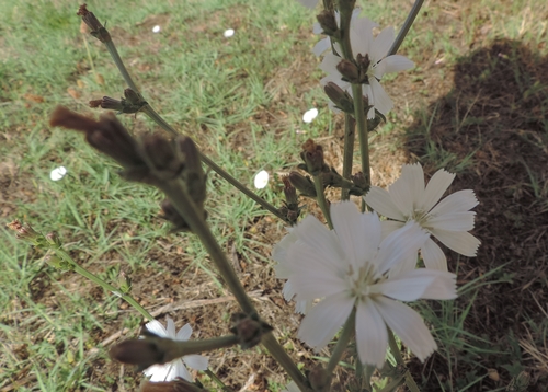 Cicoria bianca - Cichorium intybus