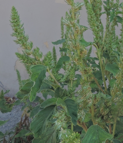 zone ruderali - Amaranthus sp.