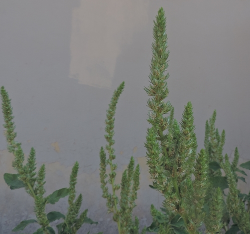 zone ruderali - Amaranthus sp.