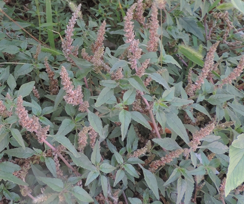 pianta ruderale 3