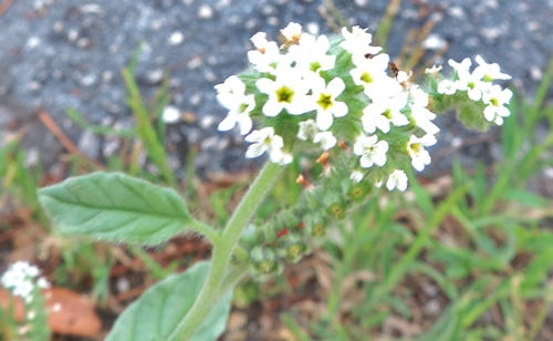 Heliotropium europaeum